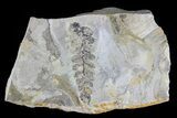 Fern (Neuropteris) Fossil & Bivalves - Kinney Quarry, NM #80417-1